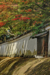 Fototapeta na wymiar 秋の京都、醍醐寺の築地塀とアオサギ