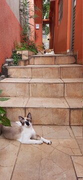 Cats outdoor, near the stairs, looking at the camera.