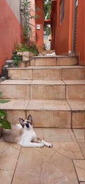 Cats outdoor, near the stairs, looking at the camera.