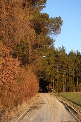 Fototapeta premium Landschaft in Donau-Ries