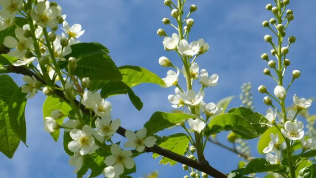 Young spring leaves and flowers of bird cherry tree with unblown flower buds. Spring background. 
