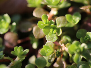 地面に伸びているたくさんのマルバマンネングサ