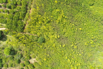 Aerial view of summer field grassland