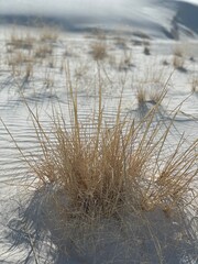 reeds in the snow