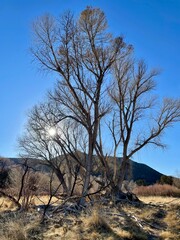 Fototapeta premium tree in the desert