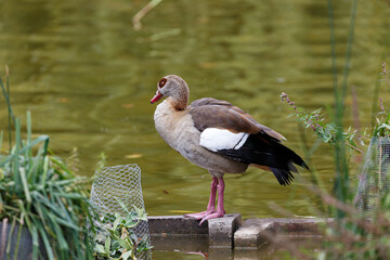 Egyptian goose swimming in a lake