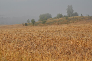 Rye field in the fog in the morning. Dew drops and cobwebs during sunrise. Agriculture and harvest in the countryside.