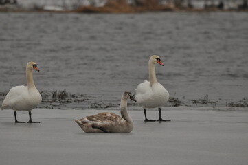 Mute swan swimming on the lake, river. A snow-white bird with a long neck, forming a loving couple and caring family.