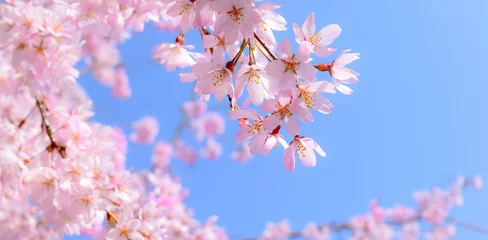 Foto op Plexiglas 青空と満開の桜の花のクローズアップ、しだれ桜のフレーム素材、サクラのヘッダー © yuri-ab