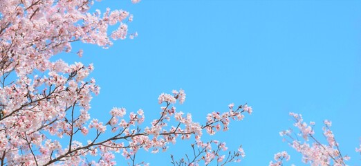 青空と満開の桜の花のフレーム素材、サクラのヘッダー