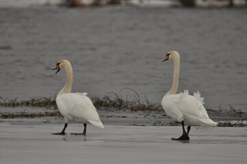 Obraz premium Mute swan swimming on the lake, river. A snow-white bird with a long neck, forming a loving couple and caring family.