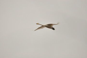 Mute swan swimming on the lake, river. A snow-white bird with a long neck, forming a loving couple and caring family.