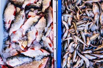 fresh fish in a box on ice