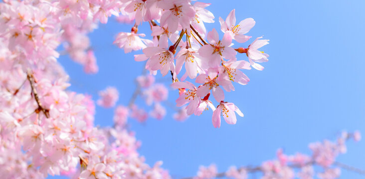 青空と満開の桜の花のクローズアップ、しだれ桜のフレーム素材、サクラのヘッダー