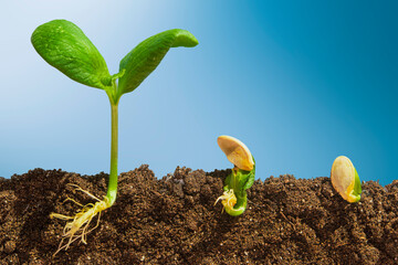 Growing plants with green leaves on the ground on a blue background. Different stages of germination of pumpkin seeds with a visible underground root