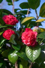 Three dark pink camellias with little buds in a fresh foliage of evergreen leaves and clear blue...