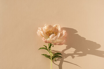 Peachy peony flower on neutral pastel beige background. Minimal stylish still life floral...