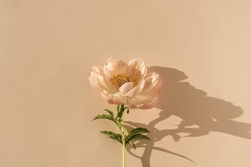 Fotobehang Peachy peony flower on neutral pastel beige background. Minimal stylish still life floral composition © Floral Deco