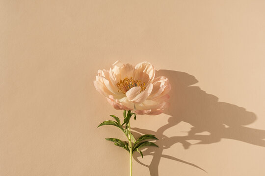 Peachy peony flower on neutral pastel beige background. Minimal stylish still life floral composition