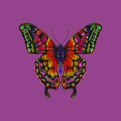 Colored butterfly. Beautiful insect - Vector illustration