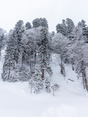 Winter snow-covered forest in the mountains, majestic slopes in snow captivity.+