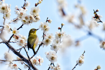 メジロと梅の花