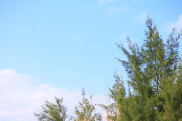 青空と雲とモクマオウの木