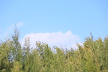 青空と雲とモクマオウの木