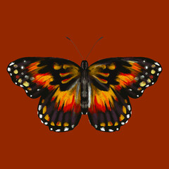 Colored butterfly. Beautiful insect - Vector illustration