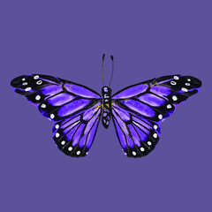 Obraz premium Colored butterfly. Beautiful insect - Vector illustration