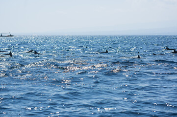 View of a group of wild dolphins