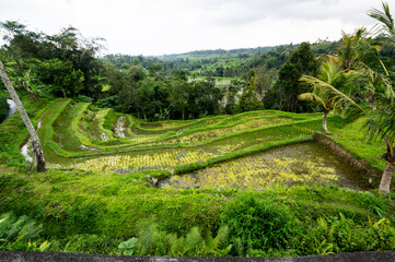 Fototapeta na wymiar View of the Jatiluwih rice terraces
