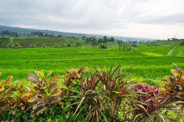 Jatiluwih rice terraces on Bali