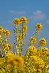 Obraz premium 菜の花