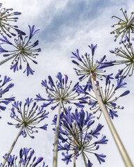 Tall Purple Agapanthus plants growing up towards the sky