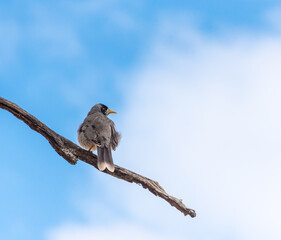 Noisy miner bird perched alone on a bare tree branch in South Australia