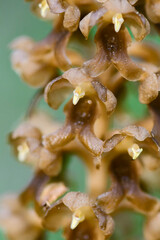 Bird's-nest Orchid - Neottia nidus-avis, unique orchid from European and Asian forests, Zlin, Czech Republic.