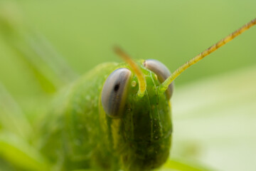 Close up scarab on the leaves.