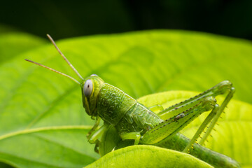 Close up scarab on the leaves.