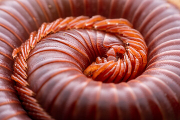 Close up millipede curled on the floor