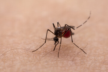 Mosquitoes are natural blood-sucking insects that inflict pain on human health, and biologically they carry malaria, dengue and Zika fever.
