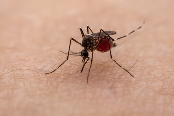 Mosquitoes are natural blood-sucking insects that inflict pain on human health, and biologically they carry malaria, dengue and Zika fever.