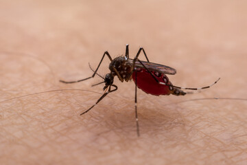 Mosquitoes are natural blood-sucking insects that inflict pain on human health, and biologically they carry malaria, dengue and Zika fever.