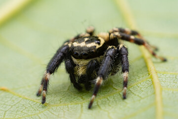Close up jumping spiders on the leaves..