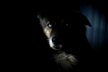 pies z niebieskimi oczami