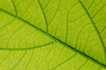 Plakat Leaves of time exposed to light.