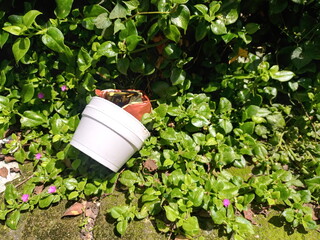 Styrofoam thrown on the floor next to plants as pollution of the environment that causes a problem...