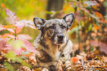 pies w lesie jesienią