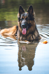 owczarek niemiecki pies w wodzie - obrazy, fototapety, plakaty