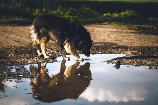 Pies Bilder Durchsuchen 66,819 Archivfotos, und Videos